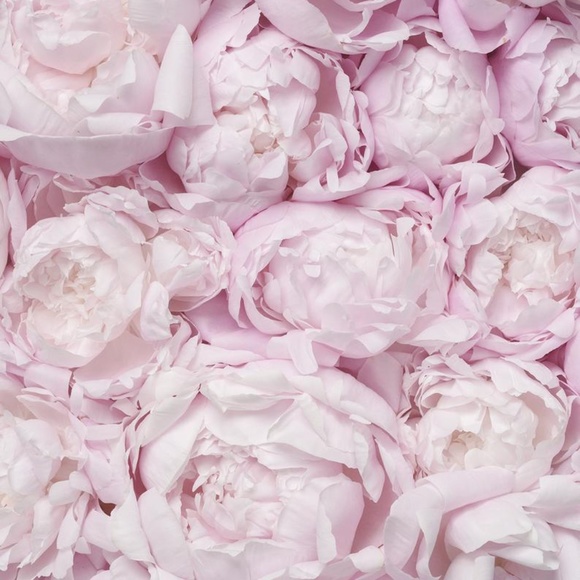 Meet your Posher, Elizabeth - Picture 1 of 1